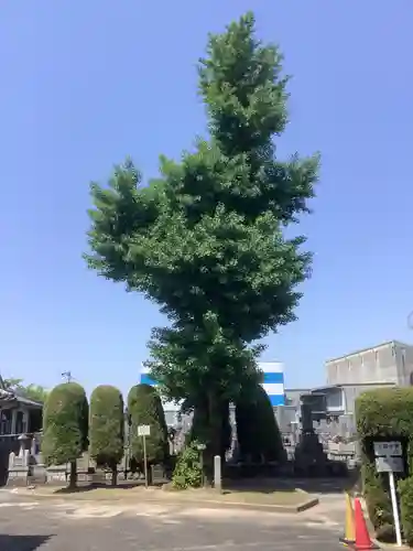 泰岳寺の庭園