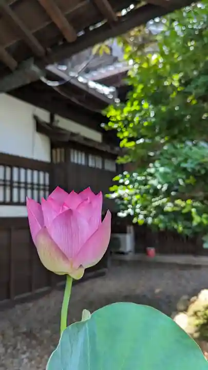 行願寺(革堂)の自然