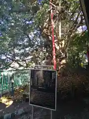 阿蘇神社の建物その他