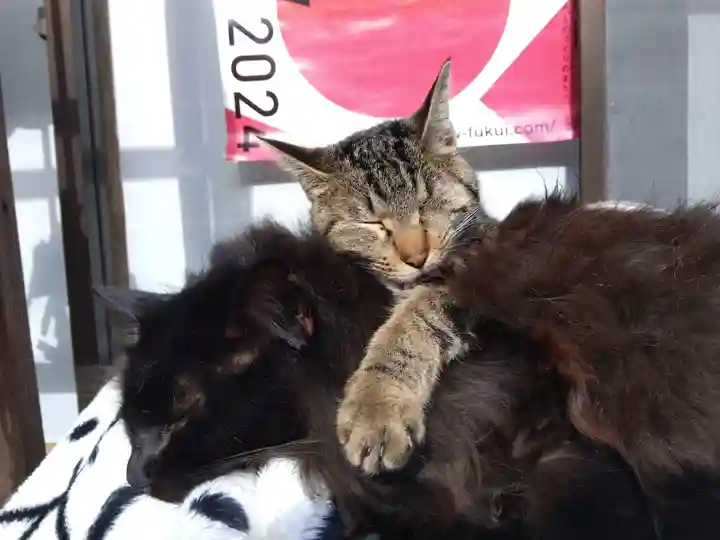 御誕生寺(猫寺)(福井県)