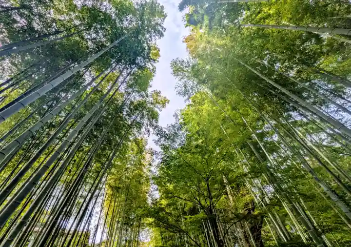 修禅寺の{uncategorized: "未分類", other: "その他", undefined: "問題あり", building: "その他建物", grave: "お墓", sacred_gate: "鳥居", guardian: "狛犬", statue: "像", buddha: "仏像", history: "歴史", nature: "自然", garden: "庭園", animal: "動物", pagoda: "塔", temizu: "手水舎", mountain_gate: "山門・神門", sanctuary: "本殿・本堂", subordinate: "末社・摂社", art: "芸術", scenery: "景色", jizo: "地蔵", ema: "絵馬", goshuin: "御朱印", omikuji: "おみくじ", items: "授与品その他", amulet: "お守り", goshuincho: "御朱印帳", eats: "食事", festival: "お祭り", votive_dance: "神楽", shichigosan: "七五三参", wedding: "結婚式", experience: "体験その他", initially: "初詣", around: "周辺", anti_infection: "感染症対策"}