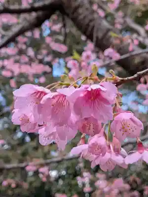 代々木八幡宮(東京都)