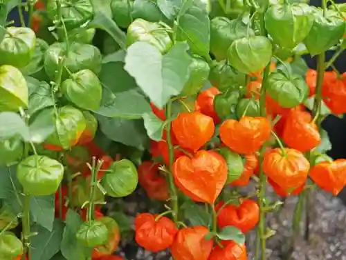 出雲大社倉敷教会(岡山県)