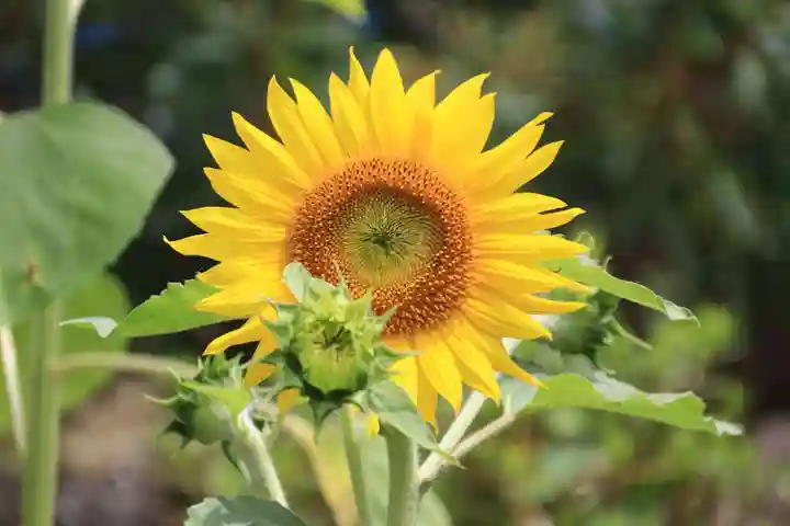 大鏑神社の自然