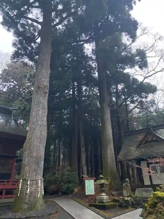 富士山東口本宮 冨士浅間神社の自然