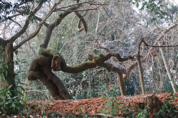 橿原神社の庭園