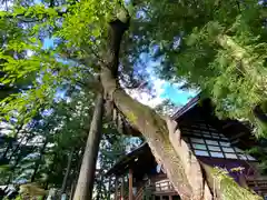 山家神社の自然