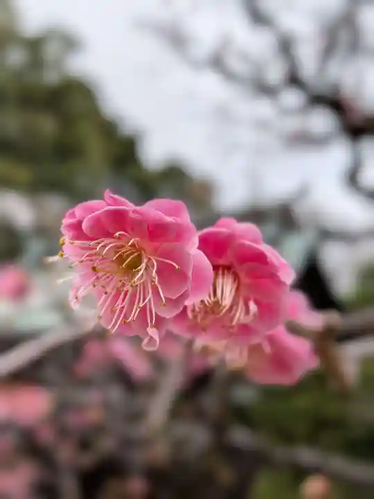 布多天神社(東京都)