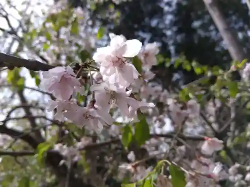 神明神社の自然