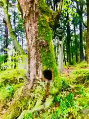 飯名神社の自然