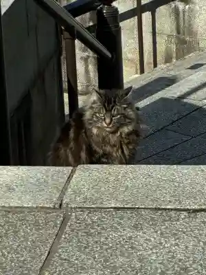 成田山新勝寺の{uncategorized: "未分類", other: "その他", undefined: "問題あり", building: "その他建物", grave: "お墓", sacred_gate: "鳥居", guardian: "狛犬", statue: "像", buddha: "仏像", history: "歴史", nature: "自然", garden: "庭園", animal: "動物", pagoda: "塔", temizu: "手水舎", mountain_gate: "山門・神門", sanctuary: "本殿・本堂", subordinate: "末社・摂社", art: "芸術", scenery: "景色", jizo: "地蔵", ema: "絵馬", goshuin: "御朱印", omikuji: "おみくじ", items: "授与品その他", amulet: "お守り", goshuincho: "御朱印帳", eats: "食事", festival: "お祭り", votive_dance: "神楽", shichigosan: "七五三参", wedding: "結婚式", experience: "体験その他", initially: "初詣", around: "周辺", anti_infection: "感染症対策"}