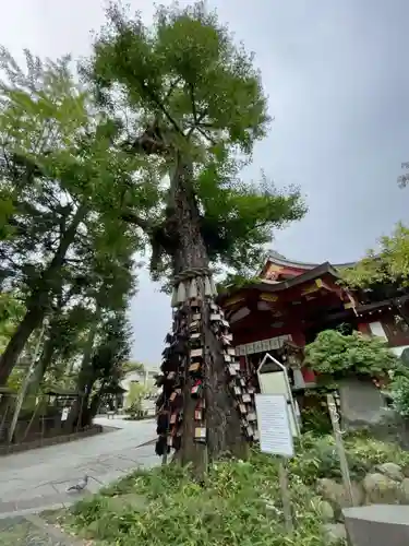 素盞雄神社の自然