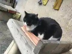 柳森神社の動物