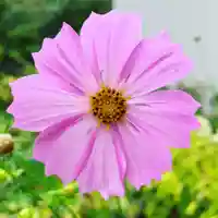 豊景神社の自然