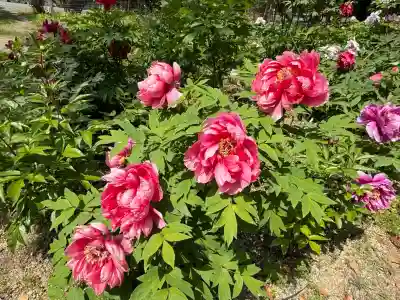 園城寺（三井寺）(滋賀県)