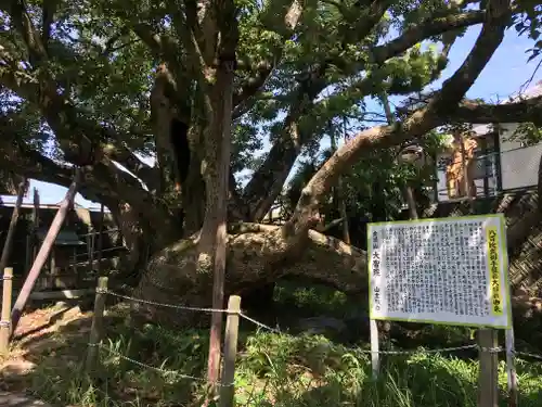 大智院（清水寺大智院）の自然