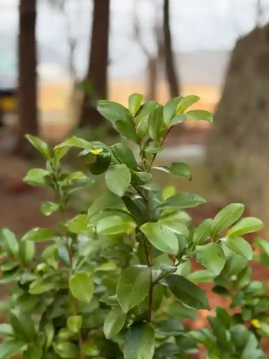 高司神社〜むすびの神の鎮まる社〜(福島県)
