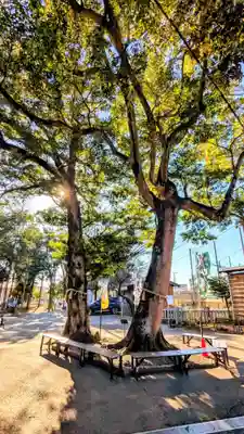 大宮・大原神社の自然