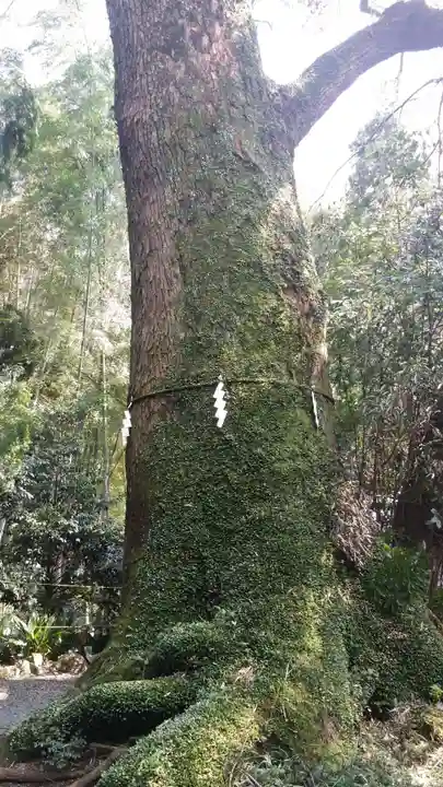 立田阿蘇三宮神社の自然