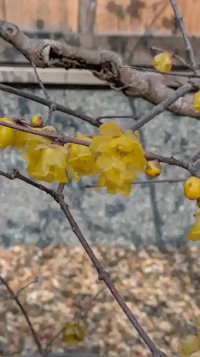 勝林寺(京都府)