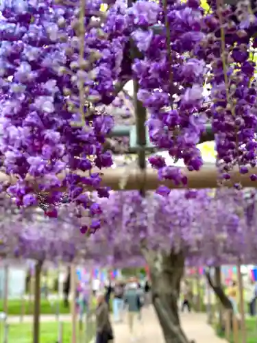 曼陀羅寺の自然