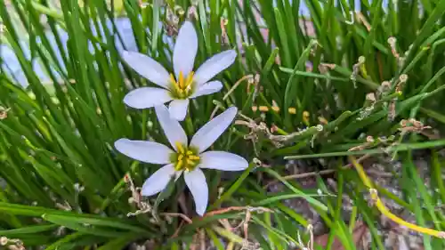 本満寺（本願満足寺）(京都府)