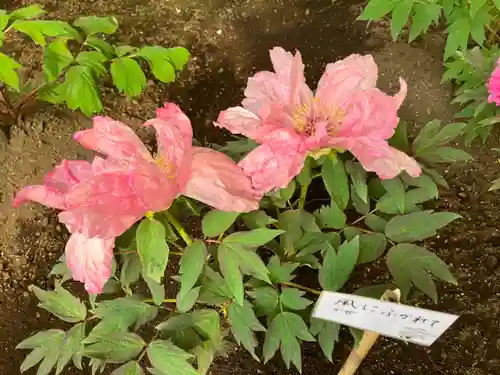 上野東照宮の自然