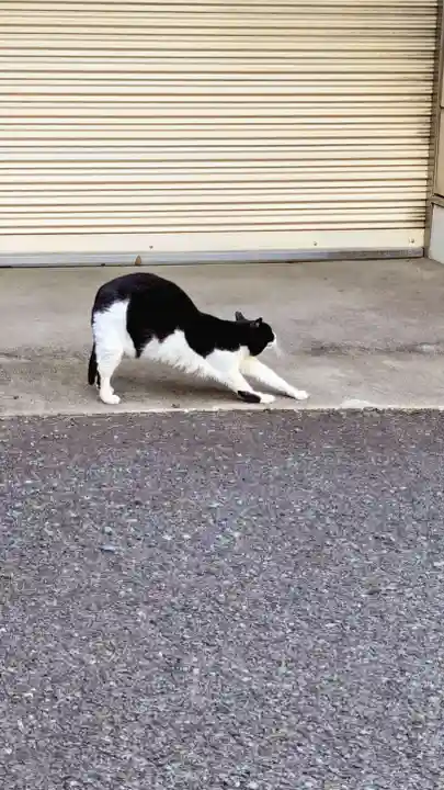 白金氷川神社の動物