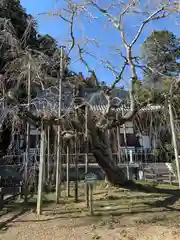 太山寺の自然