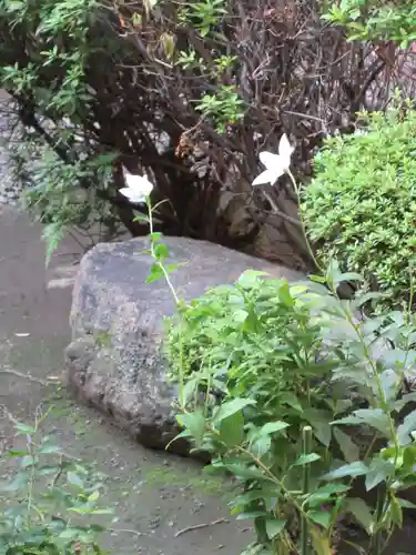 廬山寺（廬山天台講寺）の自然