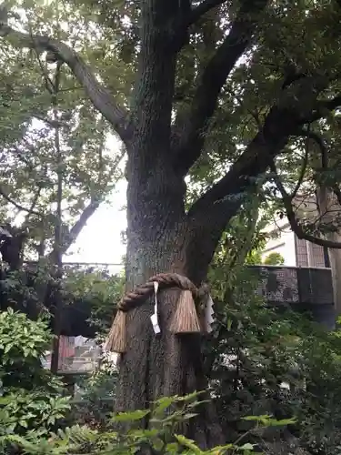 東京大神宮の自然