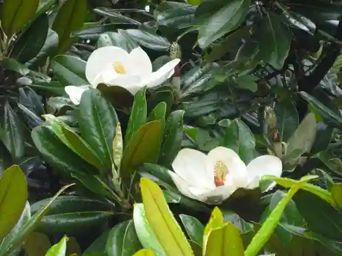 亀ケ池八幡宮の自然