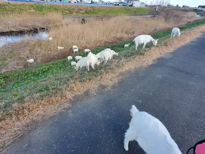 長良神社(邑楽町中野)(群馬県)
