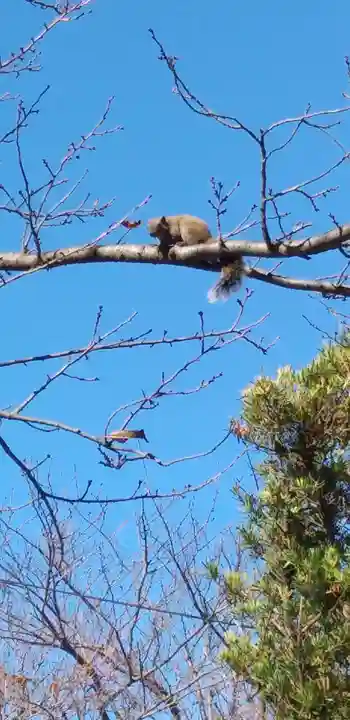 五所神社の動物