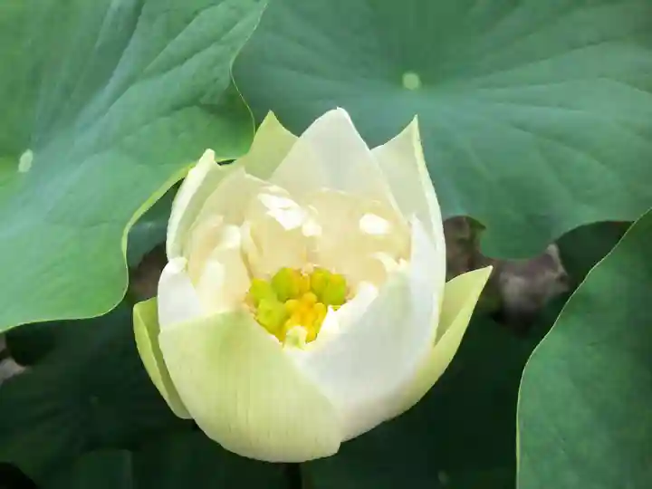 當麻寺西南院の自然