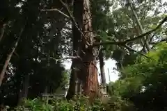 阿久津「田村神社」（郡山市阿久津町）旧社名：伊豆箱根三嶋三社の自然