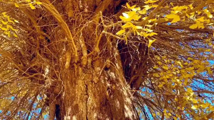 別雷皇太神(茨城県)