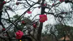 北野天満宮の自然