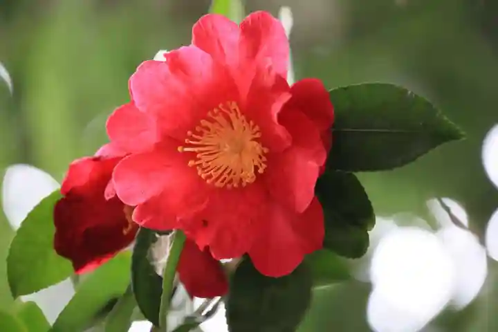 神炊館神社 ⁂奥州須賀川総鎮守⁂の自然