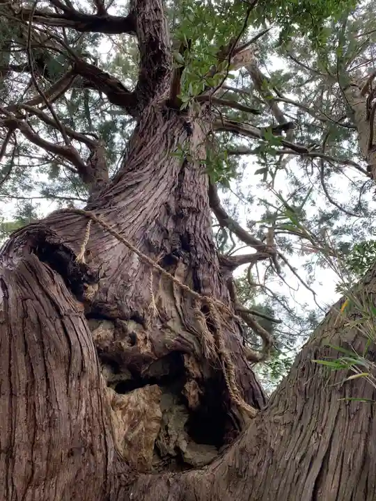 大宮神社の自然