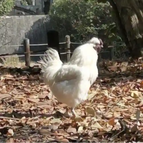 熱田神宮の{uncategorized: "未分類", other: "その他", undefined: "問題あり", building: "その他建物", grave: "お墓", sacred_gate: "鳥居", guardian: "狛犬", statue: "像", buddha: "仏像", history: "歴史", nature: "自然", garden: "庭園", animal: "動物", pagoda: "塔", temizu: "手水舎", mountain_gate: "山門・神門", sanctuary: "本殿・本堂", subordinate: "末社・摂社", art: "芸術", scenery: "景色", jizo: "地蔵", ema: "絵馬", goshuin: "御朱印", omikuji: "おみくじ", items: "授与品その他", amulet: "お守り", goshuincho: "御朱印帳", eats: "食事", festival: "お祭り", votive_dance: "神楽", shichigosan: "七五三参", wedding: "結婚式", experience: "体験その他", initially: "初詣", around: "周辺", anti_infection: "感染症対策"}