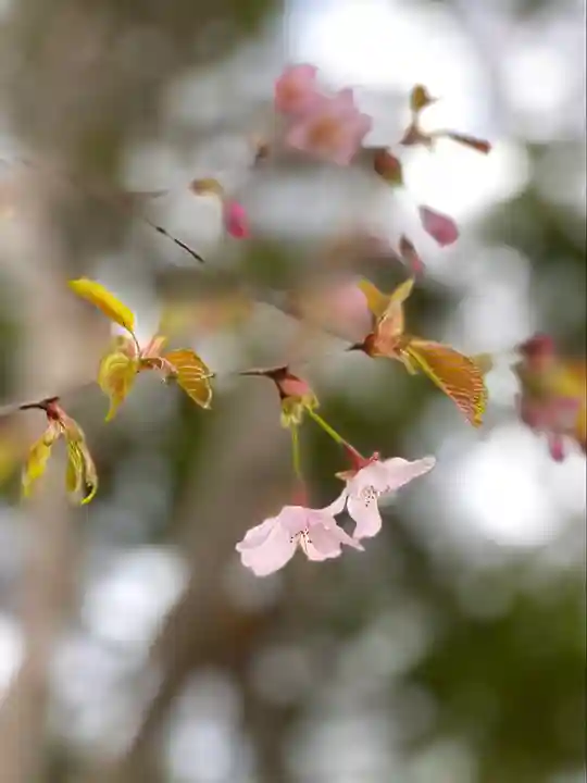 山家神社奥宮の自然