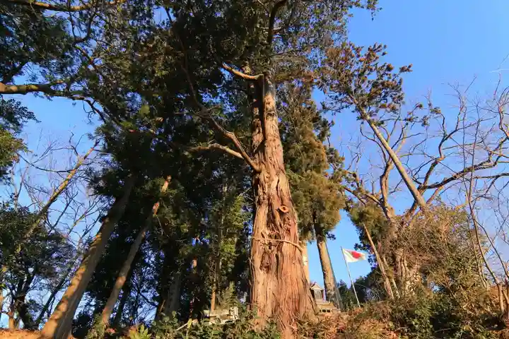 阿久津「田村神社」(郡山市阿久津町)旧社名:伊豆箱根三嶋三社の自然