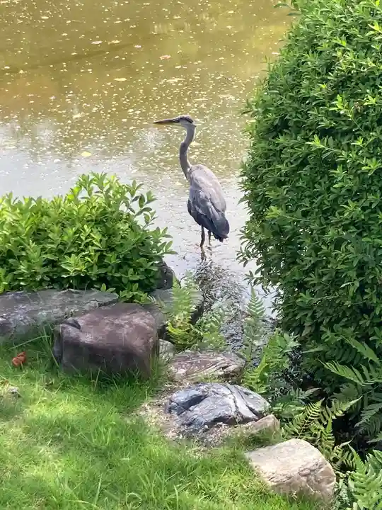 東寺(教王護国寺)の動物
