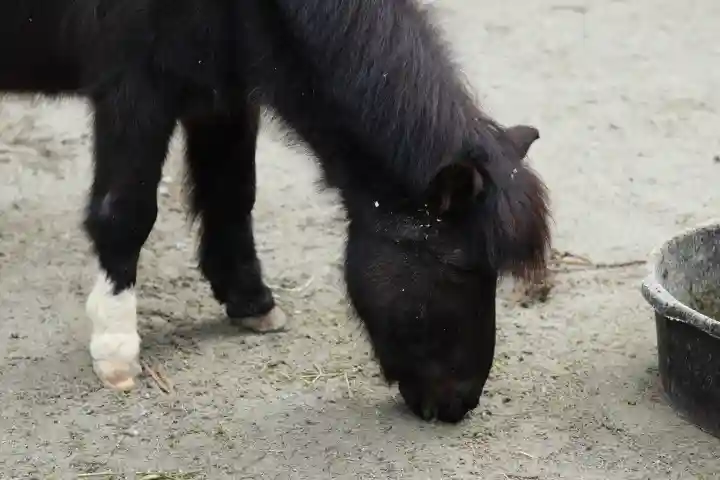 丹生川上神社(下社)の{uncategorized: "未分類", other: "その他", undefined: "問題あり", building: "その他建物", grave: "お墓", sacred_gate: "鳥居", guardian: "狛犬", statue: "像", buddha: "仏像", history: "歴史", nature: "自然", garden: "庭園", animal: "動物", pagoda: "塔", temizu: "手水舎", mountain_gate: "山門・神門", sanctuary: "本殿・本堂", subordinate: "末社・摂社", art: "芸術", scenery: "景色", jizo: "地蔵", ema: "絵馬", goshuin: "御朱印", omikuji: "おみくじ", items: "授与品その他", amulet: "お守り", goshuincho: "御朱印帳", eats: "食事", festival: "お祭り", votive_dance: "神楽", shichigosan: "七五三参", wedding: "結婚式", experience: "体験その他", initially: "初詣", around: "周辺", anti_infection: "感染症対策"}