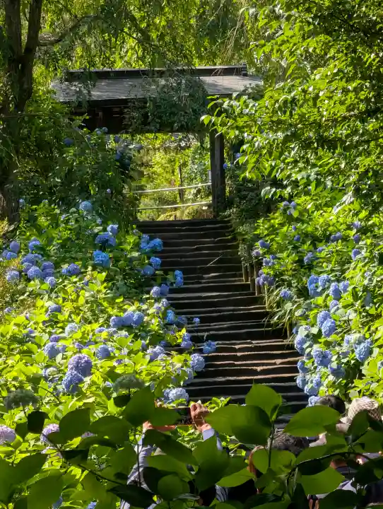 明月院(神奈川県)