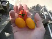 定林寺の授与品その他