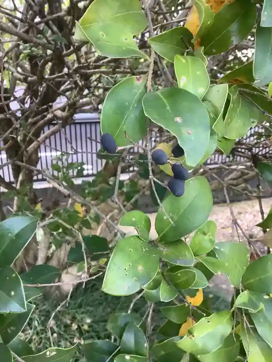 直会神社の自然