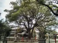 鳴海八幡宮の自然