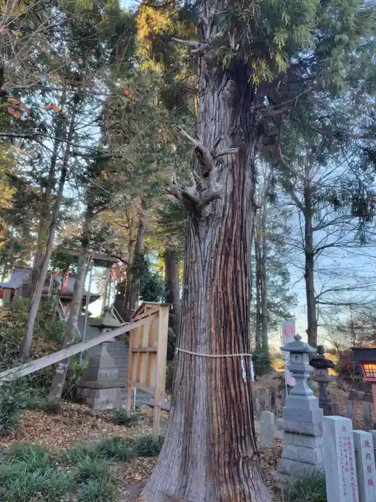 糀谷八幡宮(埼玉県)
